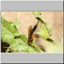 Apechthis compunctor - Schlupfwespe w01b 17mm - OS-Wallenhorst-Sandgrube det06.jpg